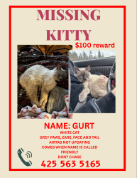 Lost Male Cat last seen Near trampoline park and Hickok park, Marysville, WA 98270