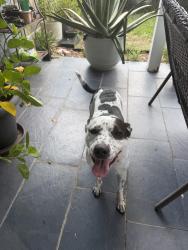 Reunited Female Dog last seen Hambleton and jockey club dr., Houston, TX 77065