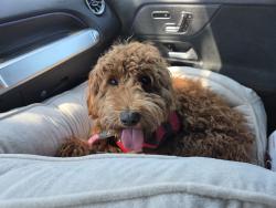 Lost Female Dog last seen Fountain Ave and Fountain Place, seen near Mariposa School this morning at Sunset and Sunset, Redlands, CA 92373