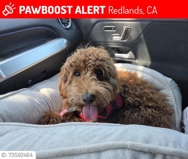 Lost Female Dog last seen Fountain Ave and Fountain Place, seen near Mariposa School this morning at Sunset and Sunset, Redlands, CA 92373