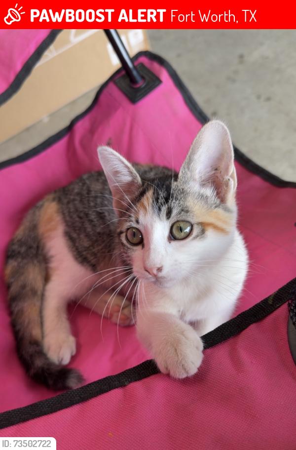 Lost Female Cat last seen Sendera Ranch Blvd / round pen run, Fort Worth, TX 76052