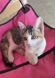 Lost Female Cat last seen Sendera Ranch Blvd / round pen run, Fort Worth, TX 76052