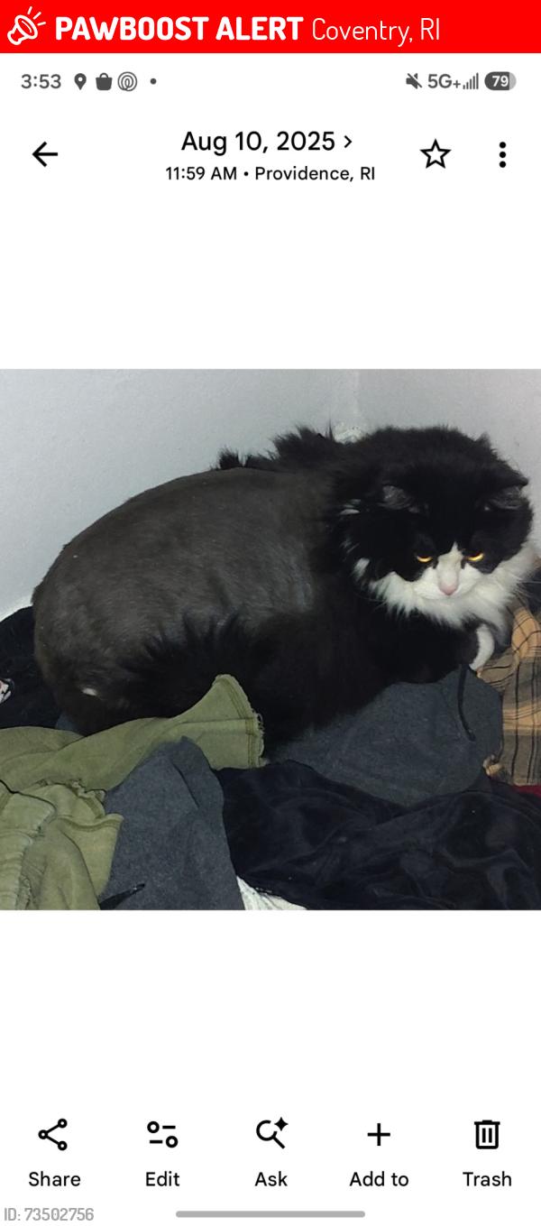 Lost Female Cat last seen Laurel Ave Coventry, Coventry, RI 02816