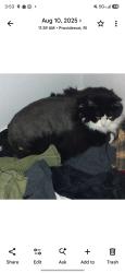 Lost Female Cat last seen Laurel Ave Coventry, Coventry, RI 02816