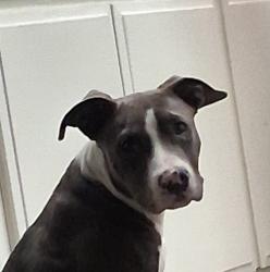 Lost Male Dog last seen 7-Eleven, Hemet, CA 92543