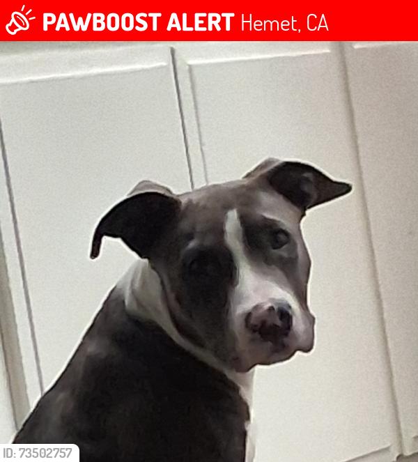 Lost Male Dog last seen 7-Eleven, Hemet, CA 92543