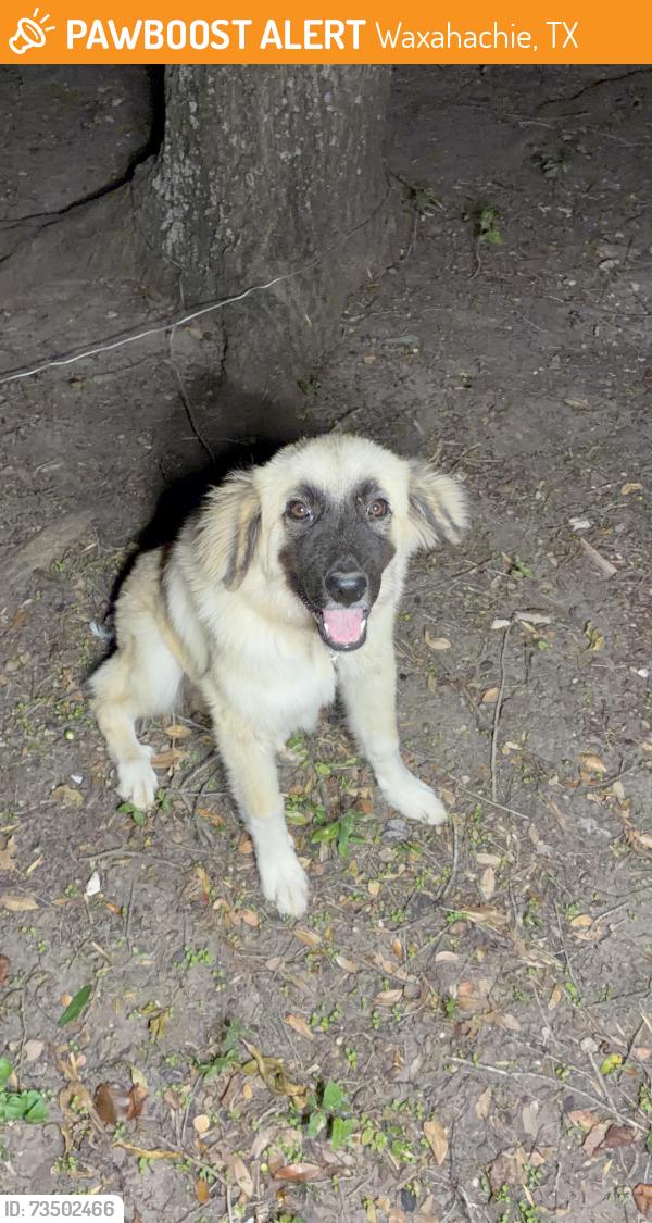 Found/Stray Female Dog last seen Farrar rd in waxahachie, Waxahachie, TX 75152