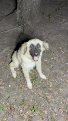 Found/Stray Female Dog last seen Farrar rd in waxahachie, Waxahachie, TX 75152