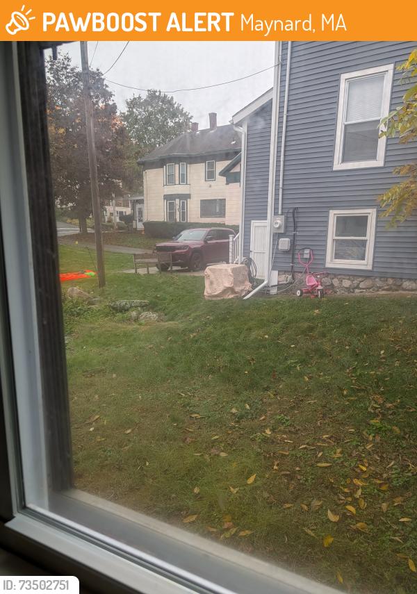 Found/Stray Unknown Cat last seen between my hse in neighbors, Maynard, MA 01754