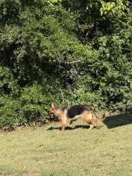 Found/Stray Female Dog last seen Old Farm Park, Durham, NC 27704