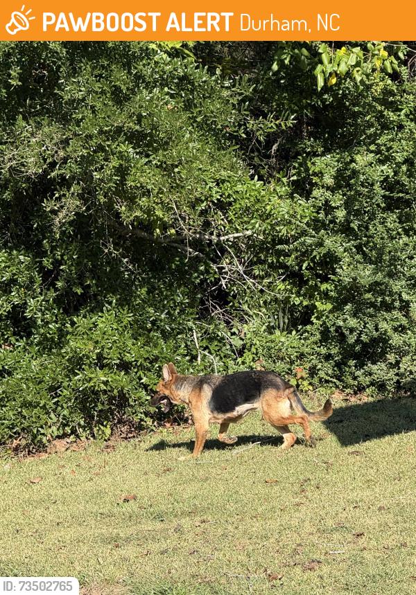 Found/Stray Female Dog last seen Old Farm Park, Durham, NC 27704