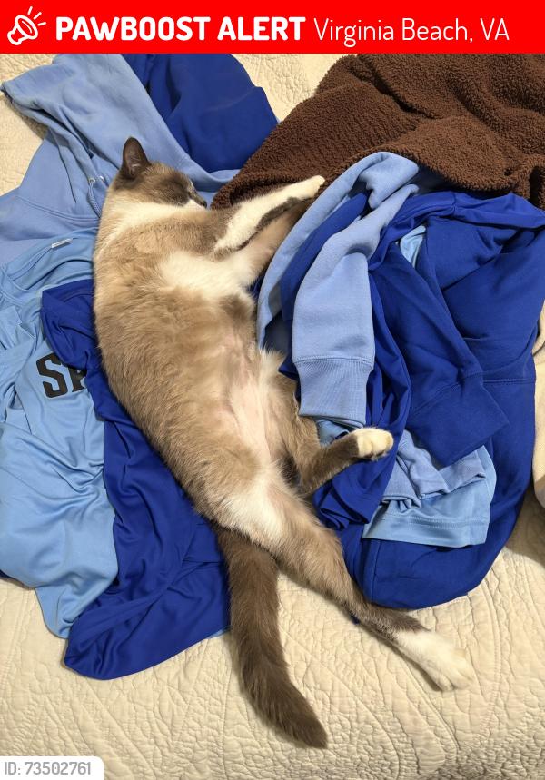 Lost Male Cat last seen Fairfield and lord dunmoore, Virginia Beach, VA 23464