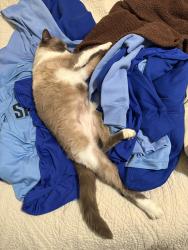 Lost Male Cat last seen Fairfield and lord dunmoore, Virginia Beach, VA 23464