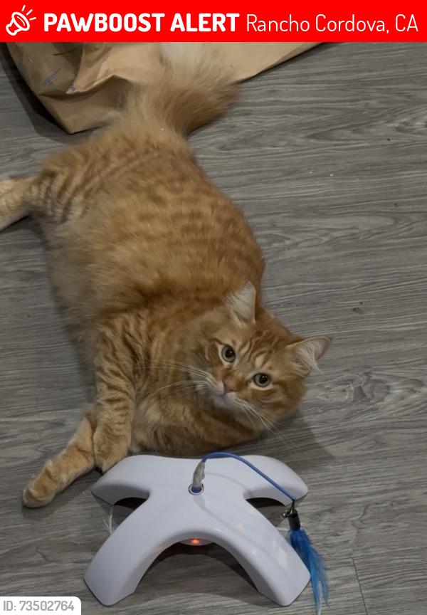 Lost Male Cat last seen Studio 6 motel off Folsom blvd, Rancho Cordova, CA 95742