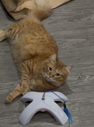 Lost Male Cat last seen Studio 6 motel off Folsom blvd, Rancho Cordova, CA 95742