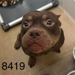 Shelter Stray Male Dog last seen Near W Broadway, Minneapolis, MN 55428, USA, 11350 89th Ave N, Maple Grove, MN 55369, USA