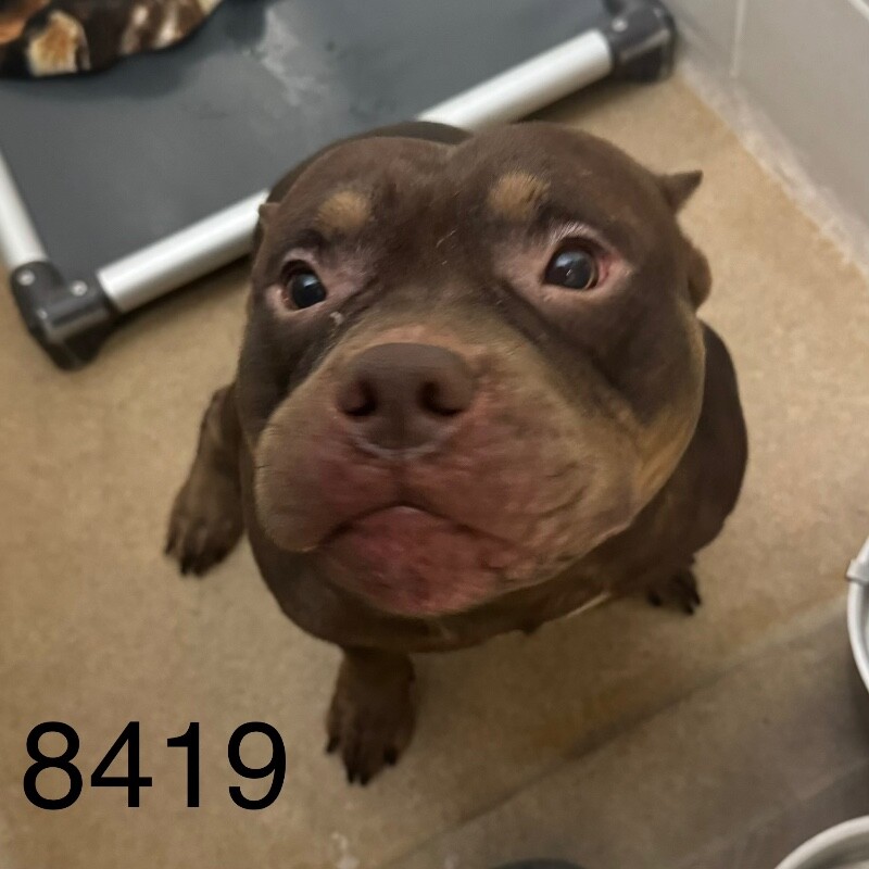 Shelter Stray Male Dog last seen Near W Broadway, Minneapolis, MN 55428, USA, 11350 89th Ave N, Maple Grove, MN 55369, USA