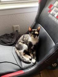 Lost Female Cat last seen Wintergreen rd, DeSoto, TX 75115