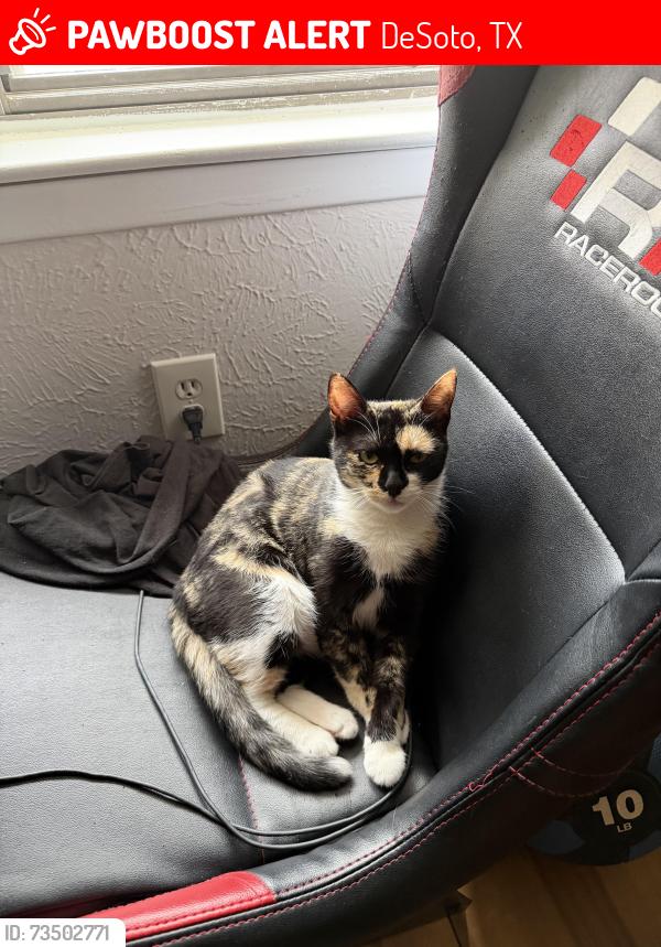 Lost Female Cat last seen Wintergreen rd, DeSoto, TX 75115