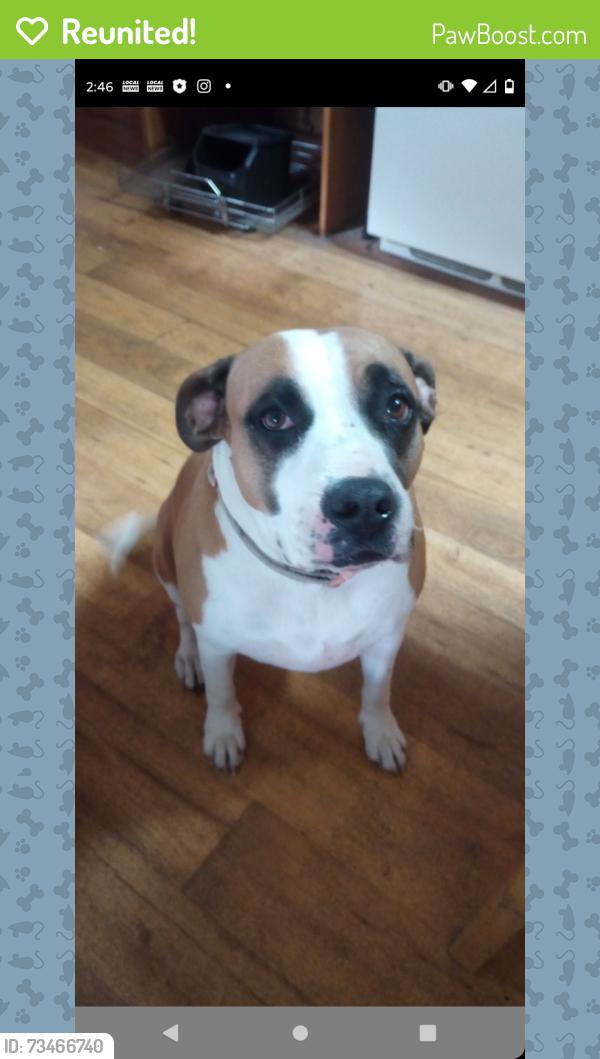 Reunited Female Dog last seen Ruth and Horine Rd, Festus, MO 63028