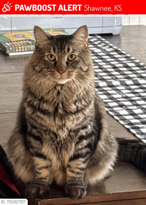 Lost Male Cat last seen 47th and Monticello Road, Shawnee Kansas, Shawnee, KS 66226