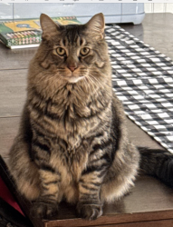 Lost Male Cat last seen 47th and Monticello Road, Shawnee Kansas, Shawnee, KS 66226