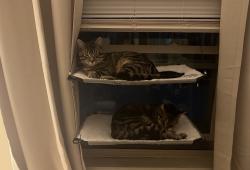 Lost Male Cat last seen Braewood, Baldwinsville, NY 13027