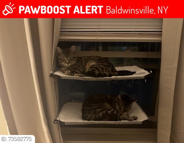 Lost Male Cat last seen Braewood, Baldwinsville, NY 13027