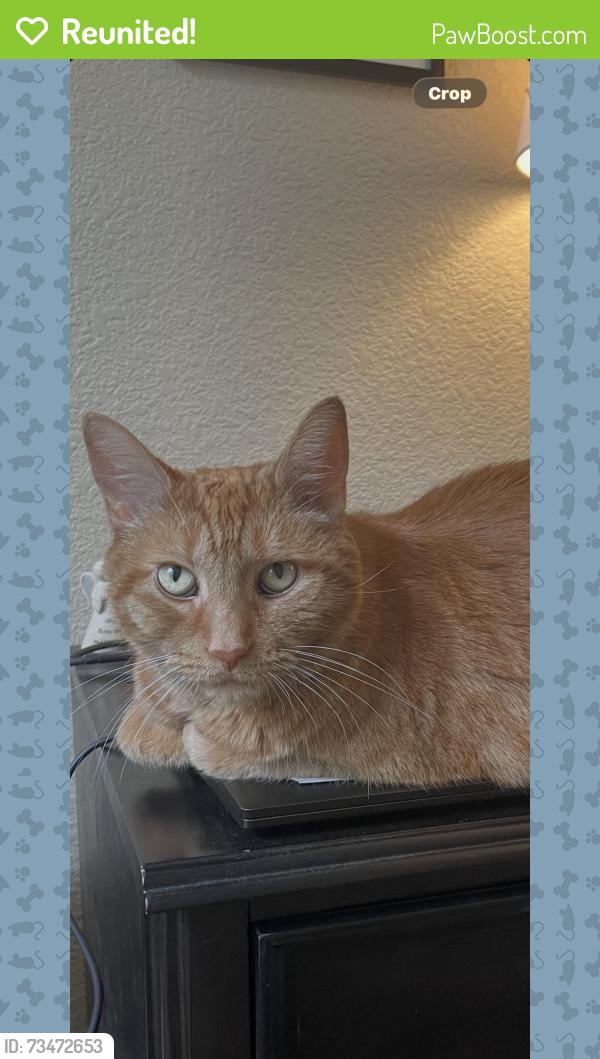 Reunited Female Cat last seen W 130th dr , Harmony Parkway, Westminster, CO 80234