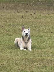 Found/Stray Unknown Dog last seen Rolesville Rd and Mitchell Mill Td, Rolesville, NC 27571