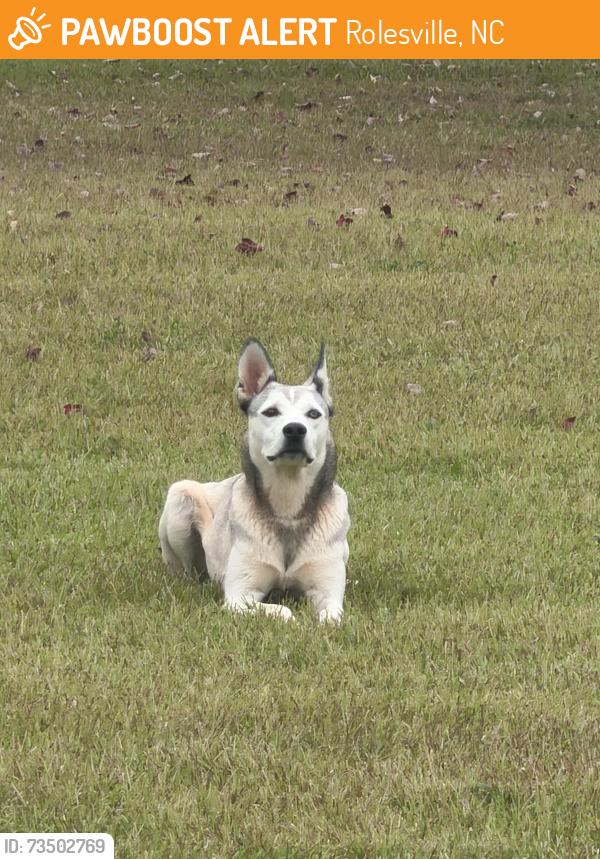 Found/Stray Unknown Dog last seen Rolesville Rd and Mitchell Mill Td, Rolesville, NC 27571