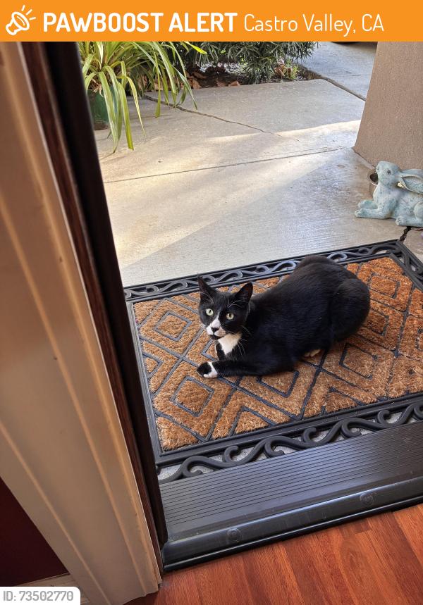 Found/Stray Female Cat last seen Gem Ave off Center Street, Castro Valley, CA 94546