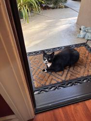 Found/Stray Female Cat last seen Gem Ave off Center Street, Castro Valley, CA 94546