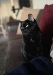 Reunited Male Cat last seen Terrace ridge dr, West Valley City, UT 84128