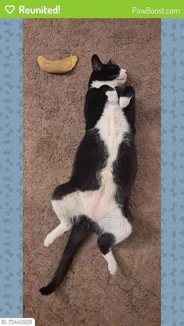 Reunited Male Cat last seen Near SE Taylor street and se 6th ave, Portland, OR 97214