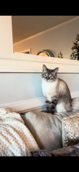 Lost Female Cat last seen Las delicias, el carriel, dollar thre, bp gas station, Mauldin, SC 29662