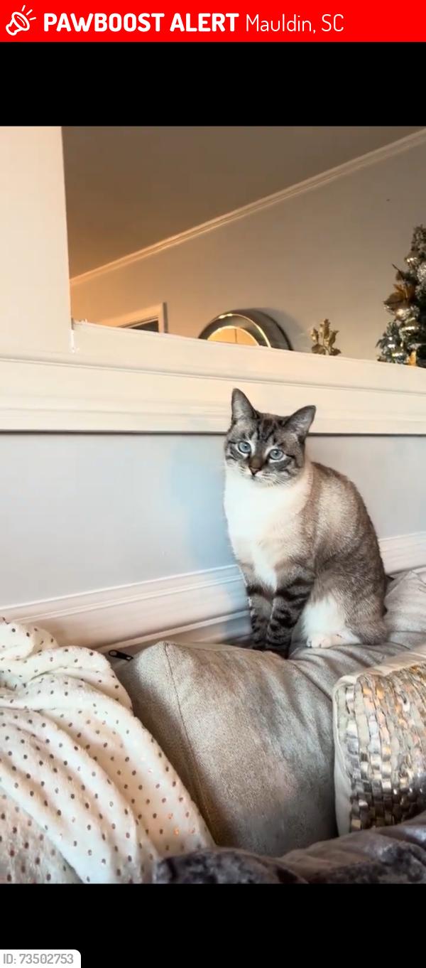 Lost Female Cat last seen Las delicias, el carriel, dollar thre, bp gas station, Mauldin, SC 29662