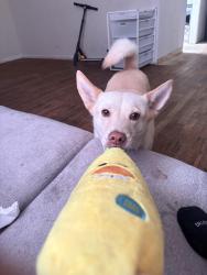 Reunited Male Dog last seen Near Pate Dr, Fort Worth, TX 76105, USA, Fort Worth, TX 76105