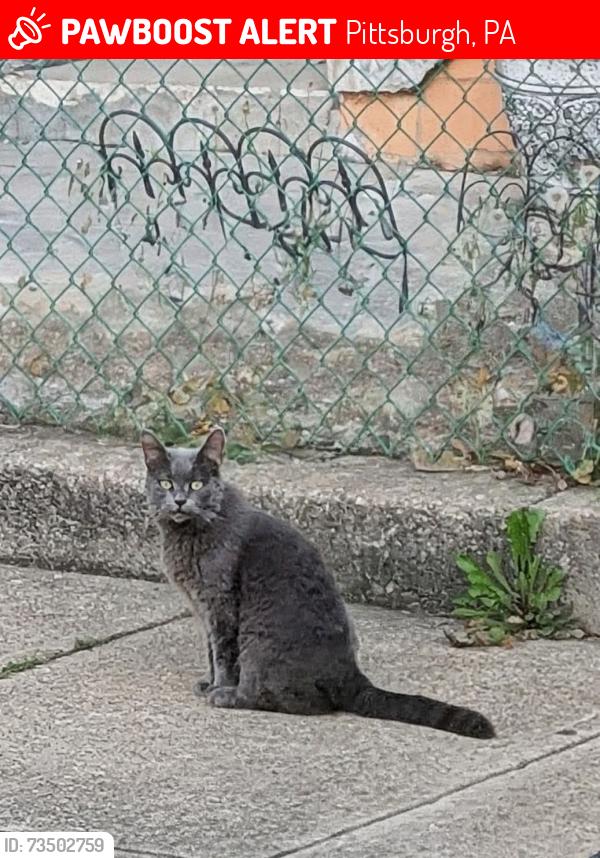 Lost Female Cat last seen Bloomfield swimming pool, Pittsburgh, PA 15224