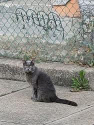Lost Female Cat last seen Bloomfield swimming pool, Pittsburgh, PA 15224