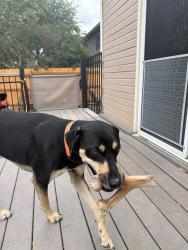 Reunited Male Dog last seen Sioux blvd and Sweeney st, Fort Collins, CO 80526