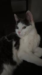 Lost Female Cat last seen Grafton S by Sheetz, Romney, WV 26757