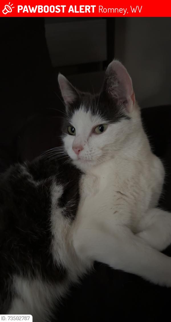 Lost Female Cat last seen Grafton S by Sheetz, Romney, WV 26757