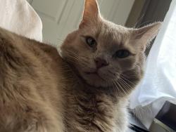 Lost Male Cat last seen B dale club, Saint Paul, MN 55103
