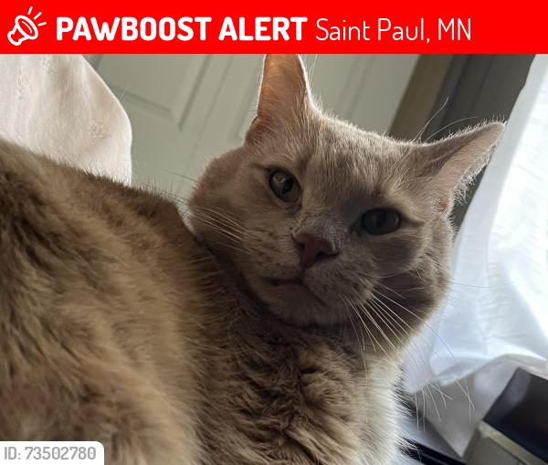 Lost Male Cat last seen B dale club, Saint Paul, MN 55103