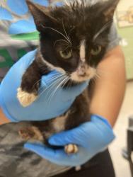 Shelter Stray Male Cat last seen In Town, 211 Kind Hearts Wy, Burnsville, NC 28714, USA