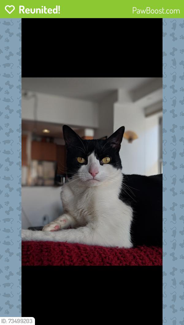 Reunited Male Cat last seen Dover Road and Canterbury, Richmond, VA 23221