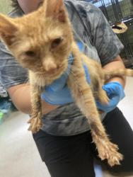 Shelter Stray Male Cat last seen In Town, 211 Kind Hearts Wy, Burnsville, NC 28714, USA