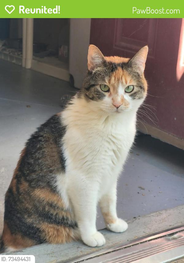 Reunited Female Cat last seen Erie, Pueblo, CO 81001