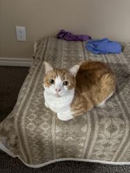Reunited Male Cat last seen E Villa Theresa Dr, Phoenix, AZ, USA, Phoenix, AZ 85032